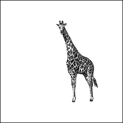 Giraffe, Juni